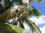 Coconuts Overhead
