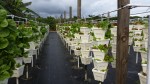 Hydroponic Garden
