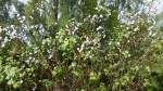 Cotton Growing Wild