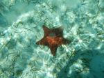 Starfish