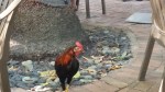 Local Rooster